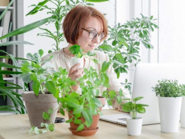 Poradnik hodowli Calathea Sternbergii Domowa pielęgnacja rośliny o atrakcyjnych liściach