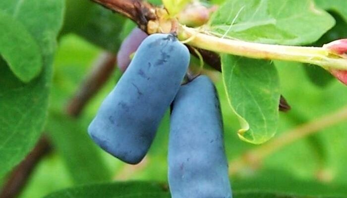 Optymalne warunki dla jagody kamczackiej - kiedy i gdzie ją posadzić oraz jak wybrać sadzonki