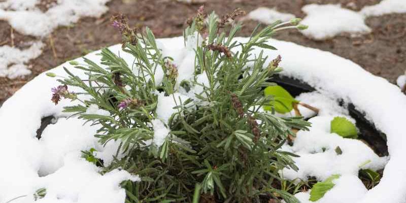 Iglaki i krzewy wiecznie zielone jako zimowa ozdoba ogrodu – jak komponować rośliny zimozielone