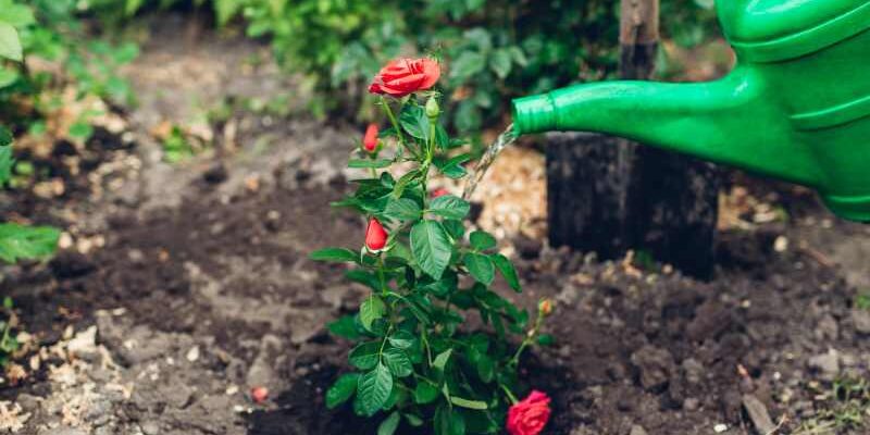 Róż wielkokwiatowy jako interesująca roślina ogrodowa - wskazówki dotyczące uprawy