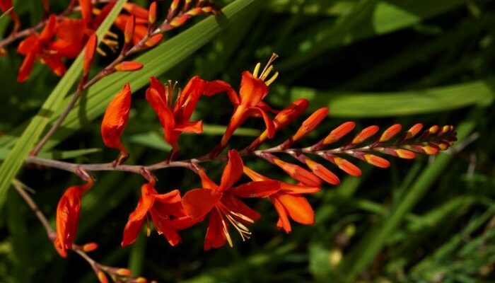 Montbrecja - czy to roślina wieloletnia i czy przetrwa zimę w gruncie oraz jak ją pielęgnować